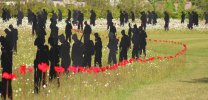 Les coquelicots, symbole britannique des soldats morts à la guerre.